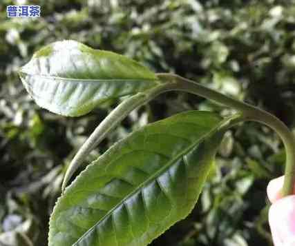 普洱茶泡起来有的叶片发红-普洱茶泡起来有的叶片发红怎么回事