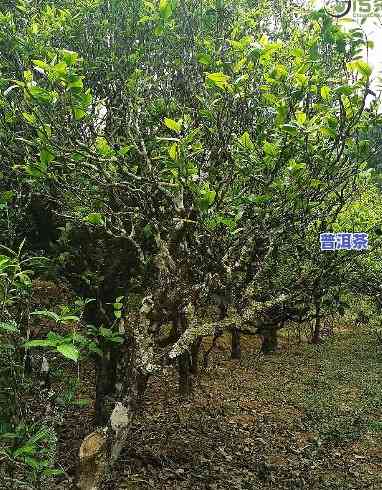 凤庆古树茶介绍，探秘云南凤庆：揭秘古树茶的魅力与故事