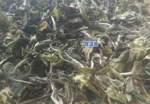 云南大叶种白茶：是普洱茶吗？查看图片与价格