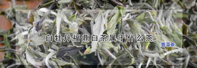 白牡丹茶与福鼎白茶的区别是什么？