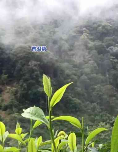 5分钟读懂普洱茶山：揭开神秘面纱，探索故事背后的意义