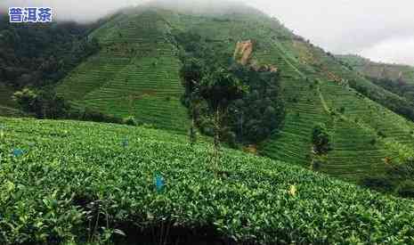 探秘普洱名茶山：揭秘各大名茶山头