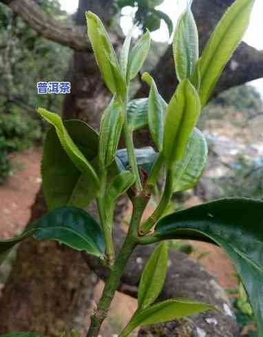 冰岛普洱茶山头，探索冰岛普洱茶的特别魅力：揭秘神秘的茶山头