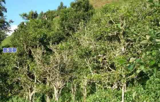 普洱茶树分几种，探究普洱茶树的多样性：你知道有几种吗？