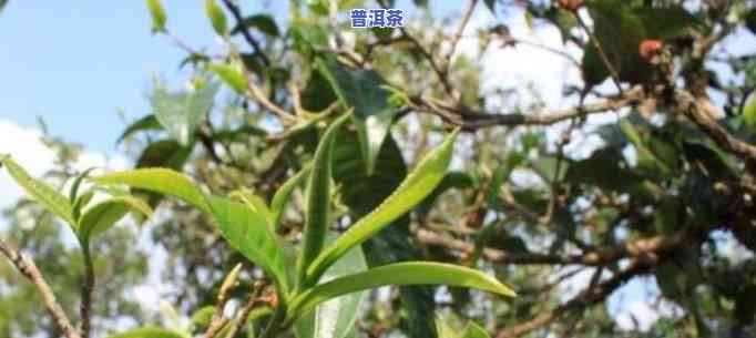 普洱茶属于什么茶树品种，探究普洱茶的起源：它属于哪种茶树品种？