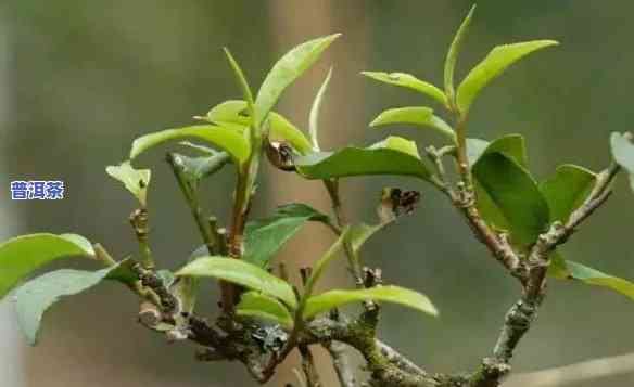 云南普洱茶茶树品种介绍，探索云南普洱茶的特别魅力：茶树品种全解析