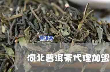 河北知名普洱茶招商人员，寻找商机：获取河北知名普洱茶招商人员