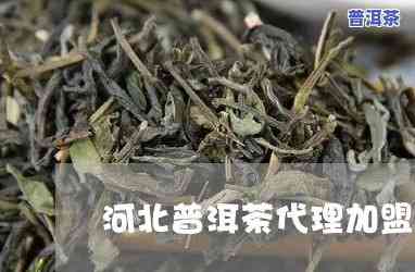 河北知名普洱茶招商-河北知名普洱茶招商电话