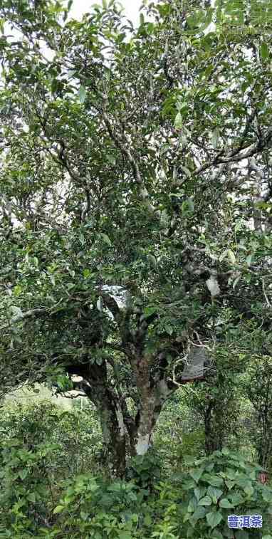 深入了解三岔箐古树茶的独特特点