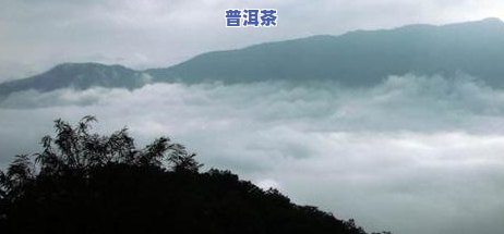 普洱茶临沧茶区2020年价格，2020年普洱茶临沧茶区价格一览