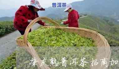 肇庆品质好的熟普洱茶招商-肇庆品质好的熟普洱茶招商加盟