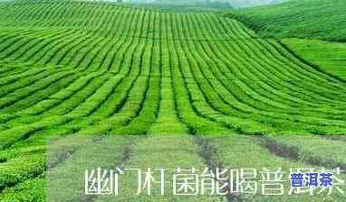 感染幽门螺杆菌能喝普洱茶-感染幽门螺杆菌能喝普洱茶吗