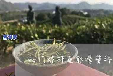 感染幽门螺杆菌能喝普洱茶-感染幽门螺杆菌能喝普洱茶吗