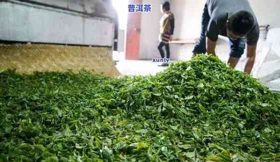 普洱茶萎凋多长时间更好，普洱茶的更佳萎凋时间是多少？