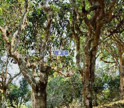 探索易武正山古树普洱茶的独特韵味与特级品特性