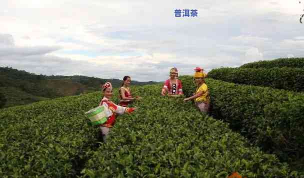 云南更大普洱茶厂：揭秘其位置与信息