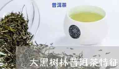 大黑森林与小黑森林普洱茶：区别解析