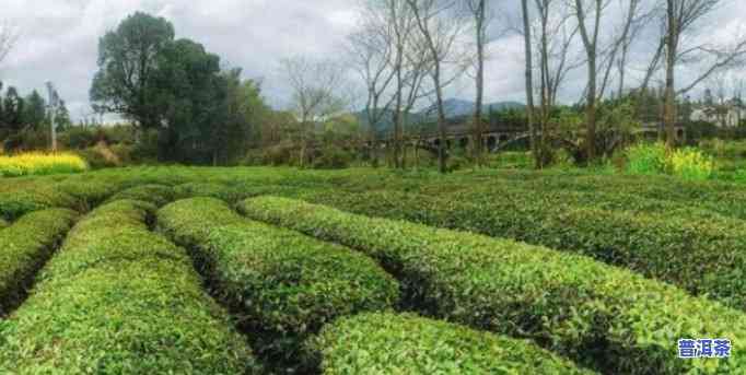 普洱茶种植环境请求-普洱茶种植环境请求标准