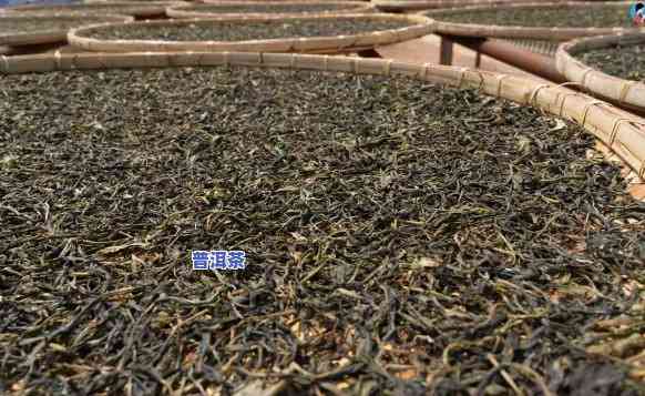 怎样制作普洱茶：详解五步流程及茶饼制作方法