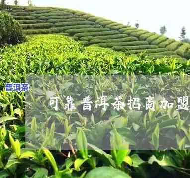 可靠普洱茶代理加盟推荐及相关信息