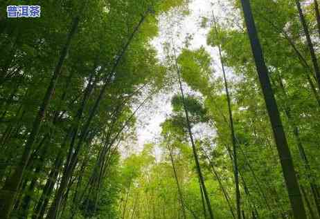 普洱茶马古道门票价格及景点推荐