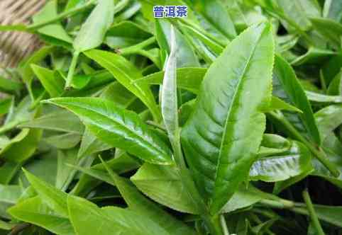 什么是普洱茶头春茶的特点-什么是普洱茶头春茶的特点和功效