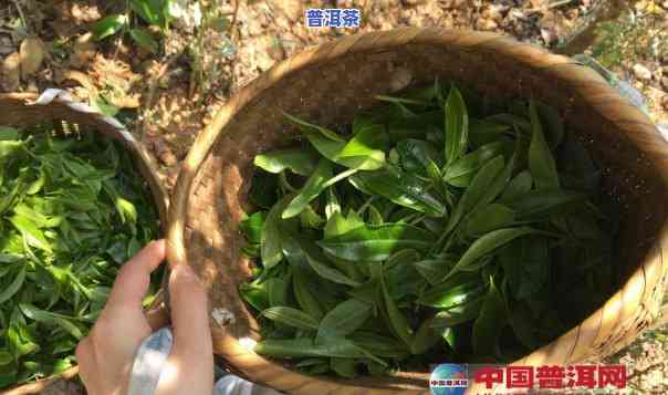 什么是普洱茶头春茶的特点-什么是普洱茶头春茶的特点和功效