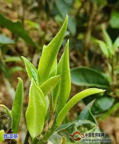 什么是普洱茶头春茶的特点-什么是普洱茶头春茶的特点和功效