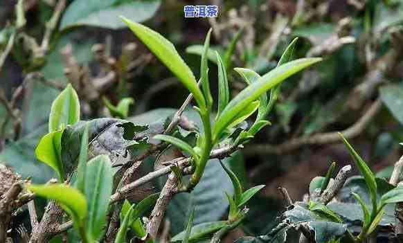 云南普洱茶在贵州保存方法有哪些，揭秘云南普洱茶在贵州的保存方法