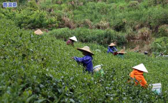 广西普洱茶叶场，广西普洱茶叶场：探索南方的茶文化瑰宝