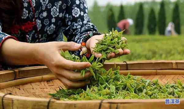 广西普洱茶叶场，广西普洱茶叶场：探索南方的茶文化瑰宝