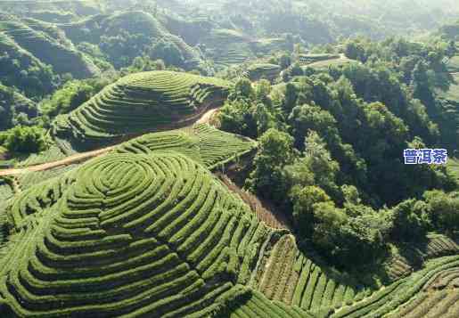 广西普洱茶叶场，广西普洱茶叶场：探索南方的茶文化瑰宝