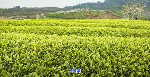 广西普洱茶叶场，广西普洱茶叶场：探索南方的茶文化瑰宝