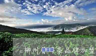 柳州普洱茶渠道招商-柳州普洱茶渠道招商电话