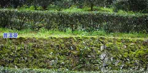 普洱茶最新种植情况-普洱茶最新种植情况介绍