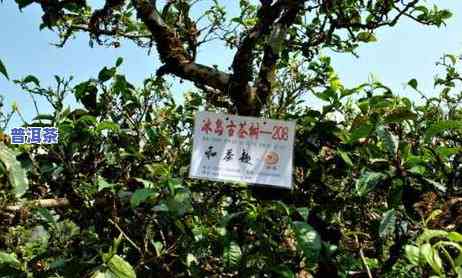 古茶树是普洱茶吗？了解其定义、特点及产地