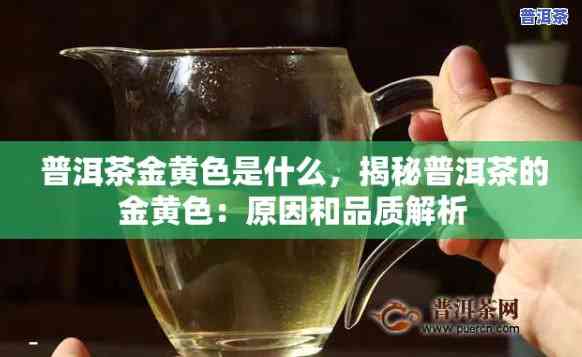 金黄色的大叶普洱茶是什么-金黄色的大叶普洱茶是什么茶