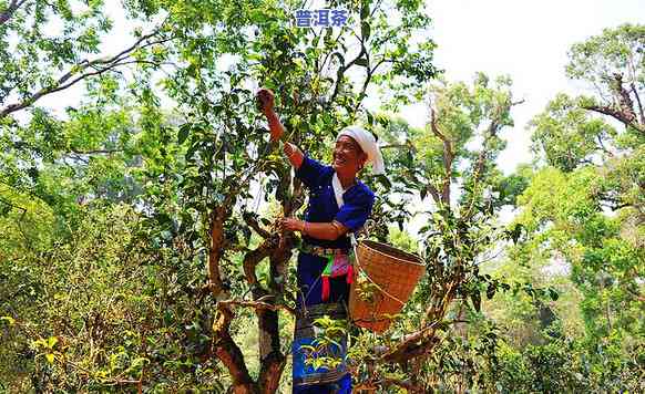 邦威普洱茶是哪里出的，邦威普洱茶产地探秘