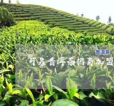 可靠普洱茶代理，信赖之选：优质普洱茶代理推荐