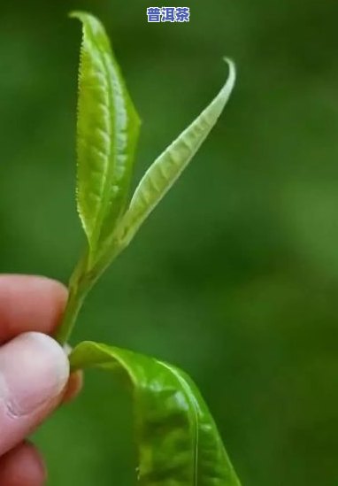 普洱茶是什么树叶，揭秘普洱茶的神秘叶子来源