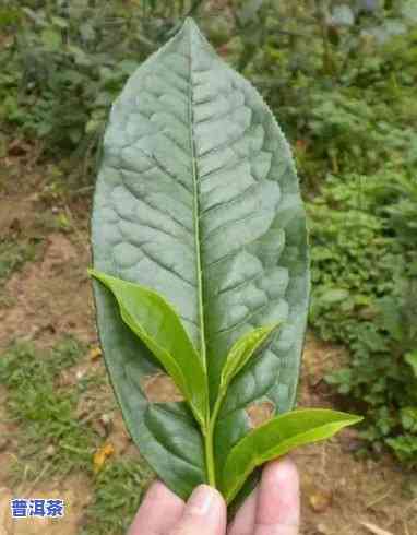 普洱茶是什么树叶，揭秘普洱茶的神秘叶子来源