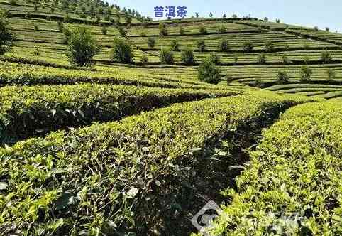 普洱茶政策优势分析-对普洱茶的相关政策支持