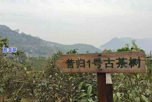 昔归古树茶产地在哪里，揭秘昔归古树茶的产地：追寻历史与韵味