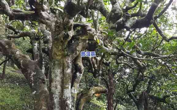 西双版纳南糯山的普洱茶价格，揭秘西双版纳南糯山普洱茶市场价格，品味云南古树茶的魅力