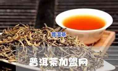 普洱茶招商网：专业权威的普洱茶招商信息发布平台