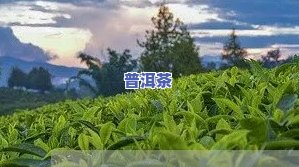 湛江普洱茶代理招商-普洱茶代理