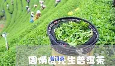 周炳良普洱茶大师年龄全揭秘！