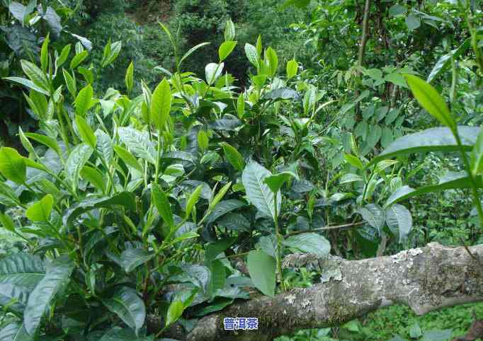 春夏喝的普洱茶品种介绍及图片展示