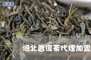 河北普洱茶代理加盟多少钱，河北普洱茶代理加盟费用全解析