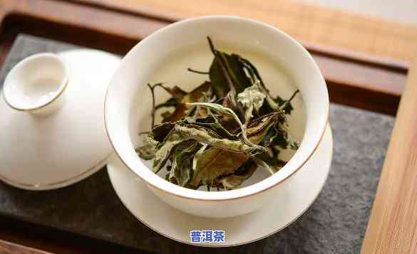 白茶和普洱茶原料是一样吗-白茶和普洱茶原料是一样吗为什么